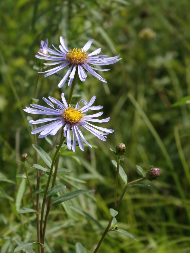 Изображение особи Aster maackii.