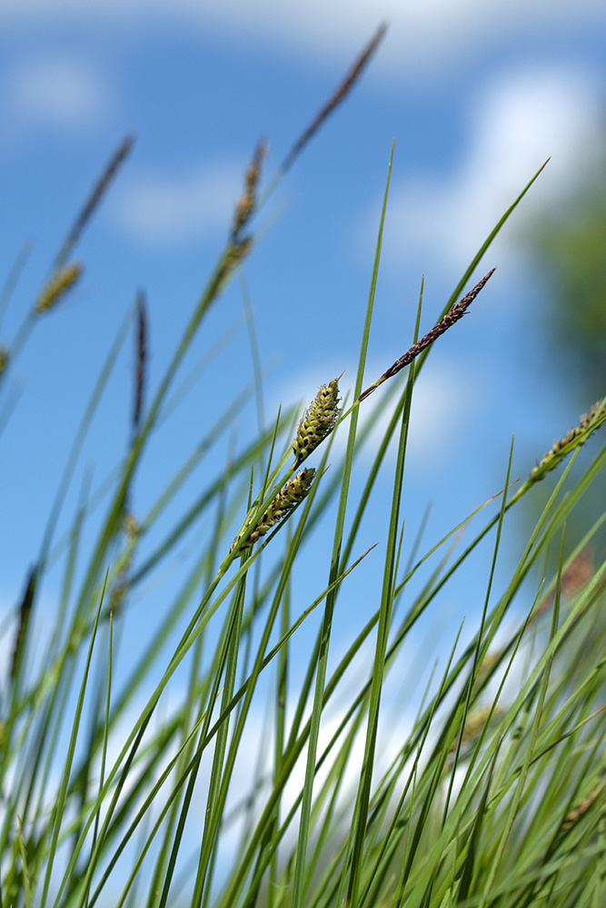 Image of Carex juncella specimen.