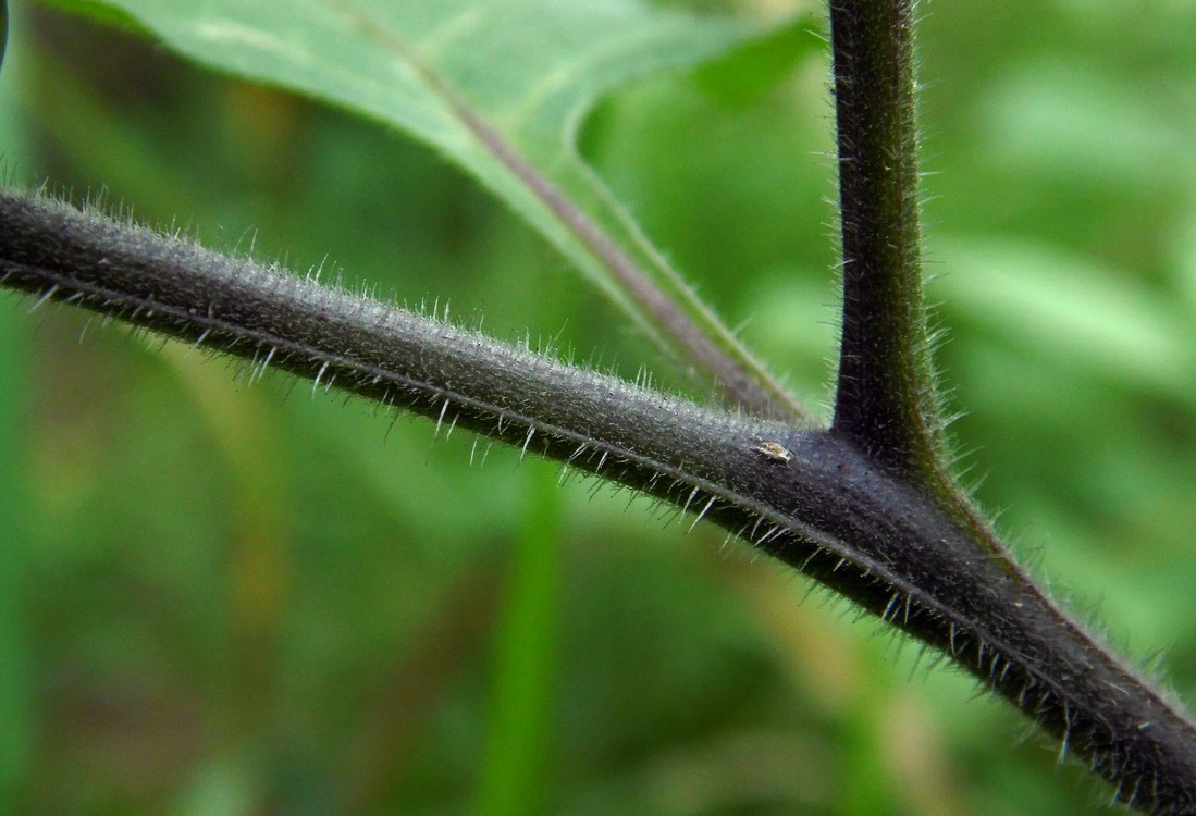 Изображение особи Solanum nigrum ssp. schultesii.