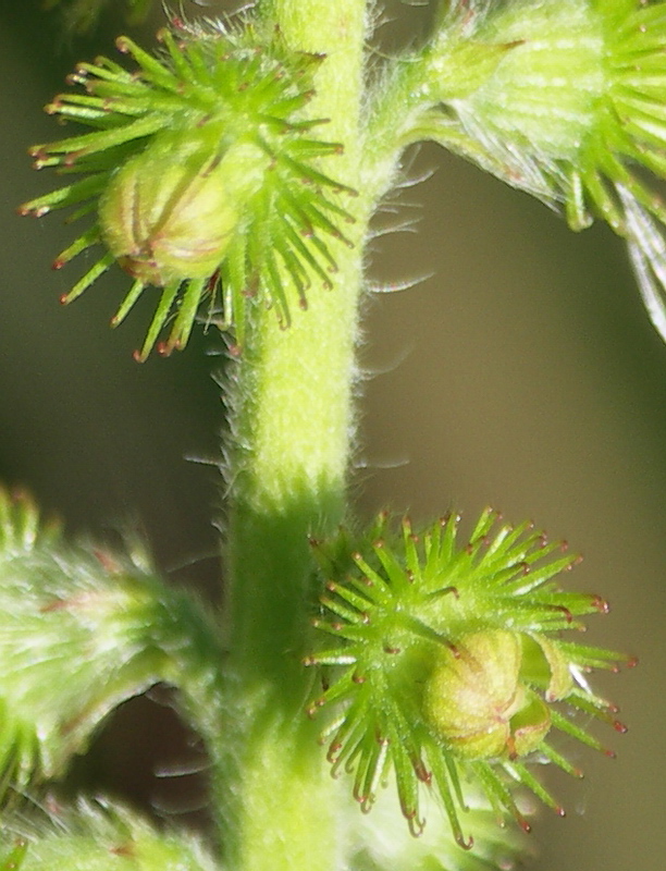 Image of Agrimonia eupatoria specimen.