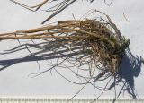 Poa araratica