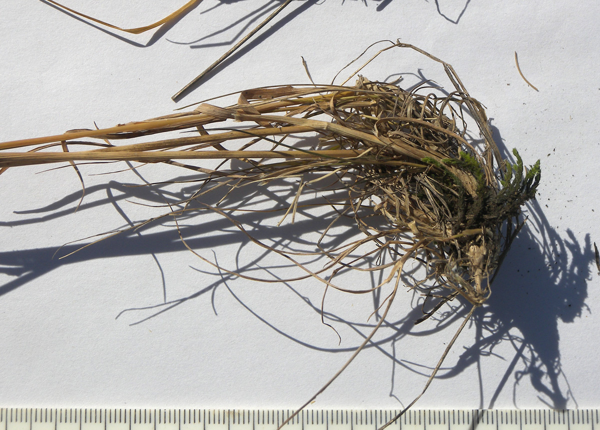 Image of Poa araratica specimen.