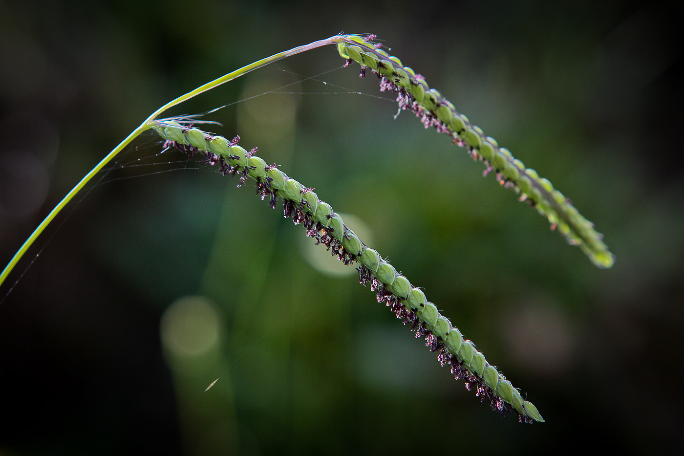 Изображение особи Paspalum dilatatum.