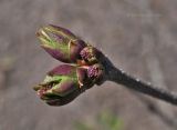 Syringa pubescens ssp. patula