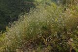 Acanthophyllum gypsophiloides. Цветущее растение. Казахстан, Тянь-Шань, хр. Таласский, зап. Аксу-Джабаглы, каньон Аксу. 21.06.2016.