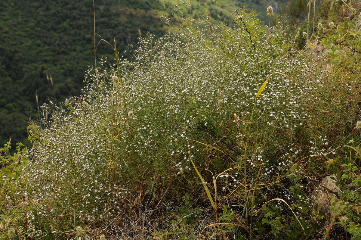 Изображение особи Acanthophyllum gypsophiloides.