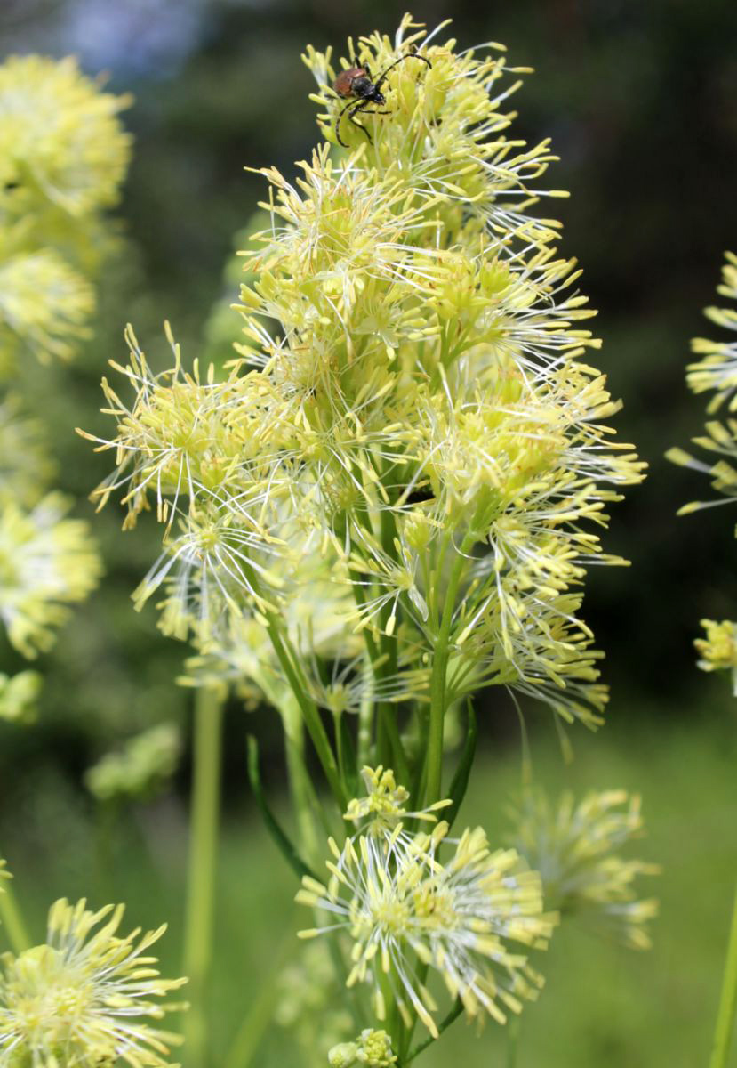 Image of Thalictrum lucidum specimen.