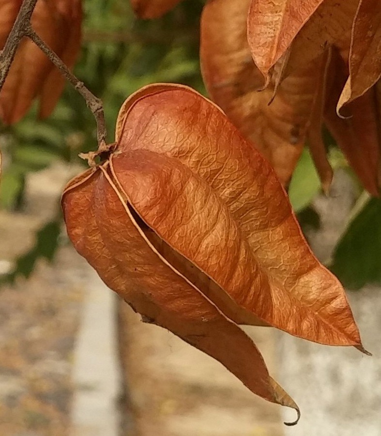 Image of Koelreuteria paniculata specimen.