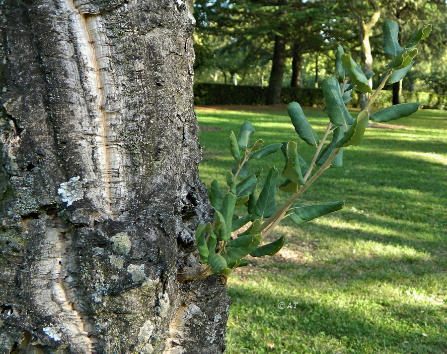 Изображение особи Quercus suber.