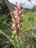 Pedicularis alberti. Соцветие. Казахстан, Западный Тянь-Шань, Киргизский хр., ущ. Мерке, заросли кустарников под мелкоземисто-скалистым склоном сев. экспозиции. 13 апреля 2016 г.