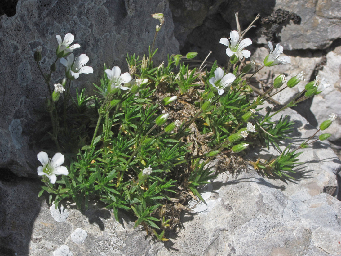 Image of Minuartia taurica specimen.