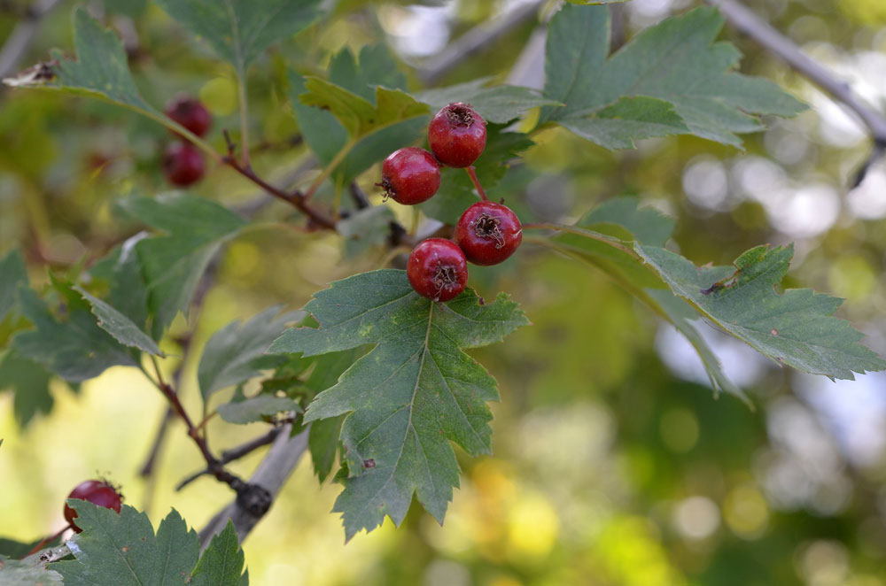 Изображение особи Crataegus almaatensis.