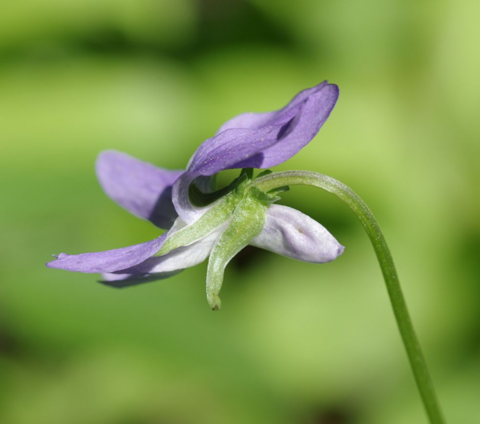 Изображение особи Viola riviniana.