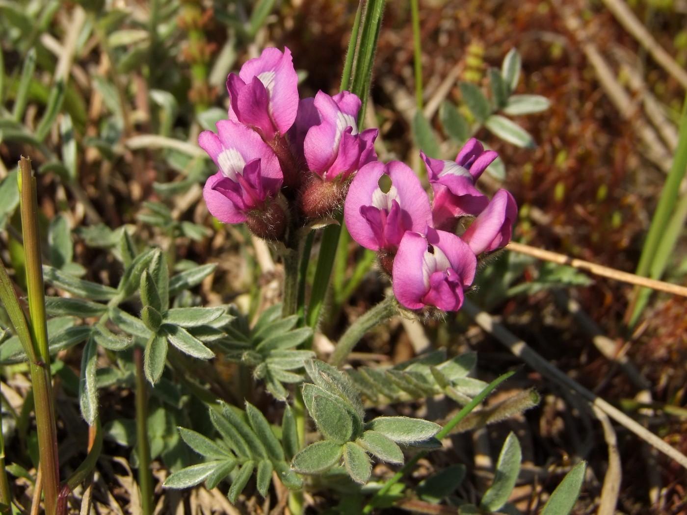 Изображение особи Oxytropis exserta.