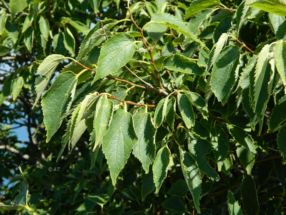 Image of Celtis australis specimen.