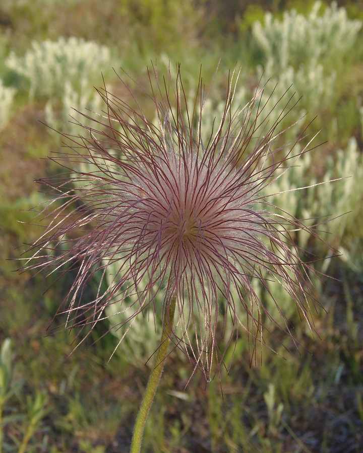 Изображение особи Pulsatilla ucrainica.