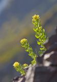 Rhodiola rosea. Цветущее растение. Восточный Саян, хр. Большой Саян, истоки р. Сорхой, скалистый склон с тундрово-луговой растительностью. 20.07.2015.