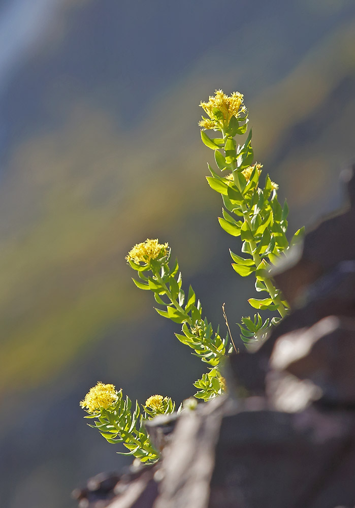 Image of Rhodiola rosea specimen.