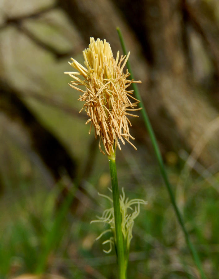 Изображение особи Carex michelii.