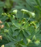 Euphorbia glaberrima