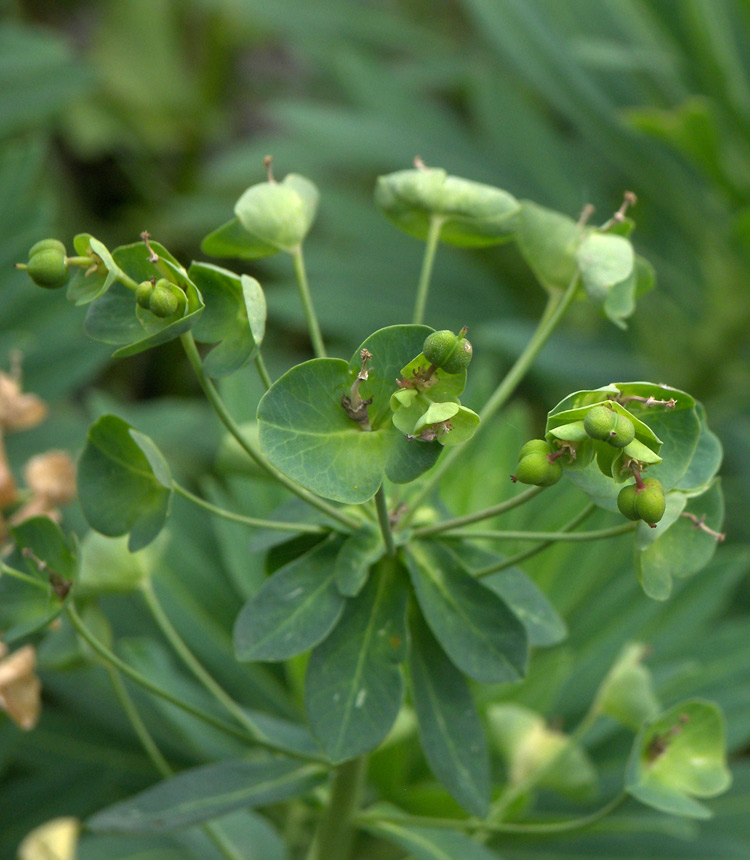 Изображение особи Euphorbia glaberrima.