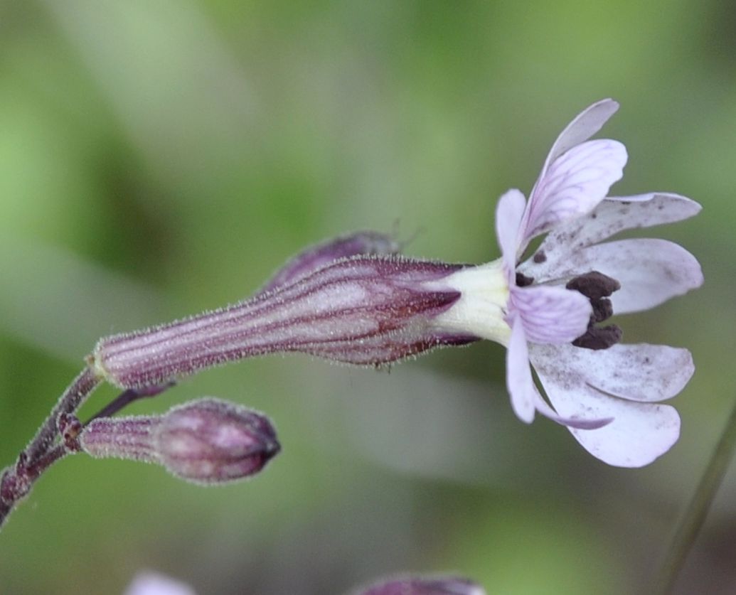 Изображение особи Silene italica.