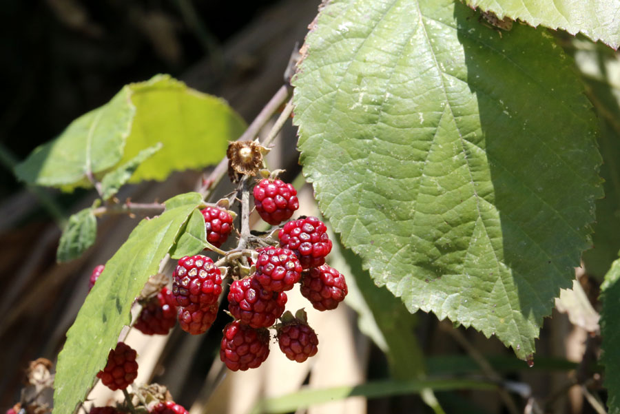 Изображение особи род Rubus.