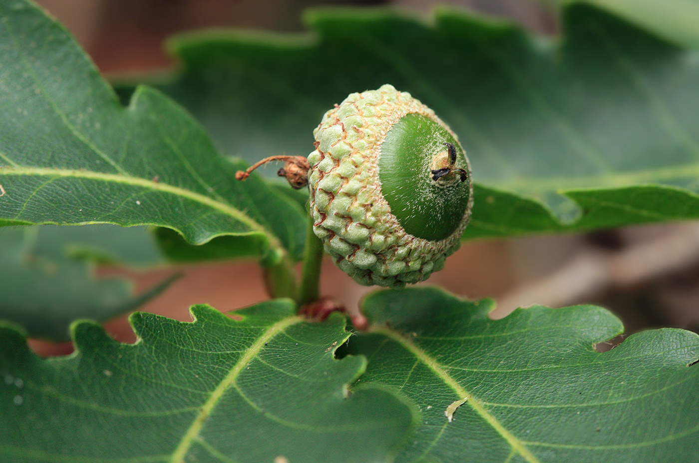 Изображение особи Quercus crispula.