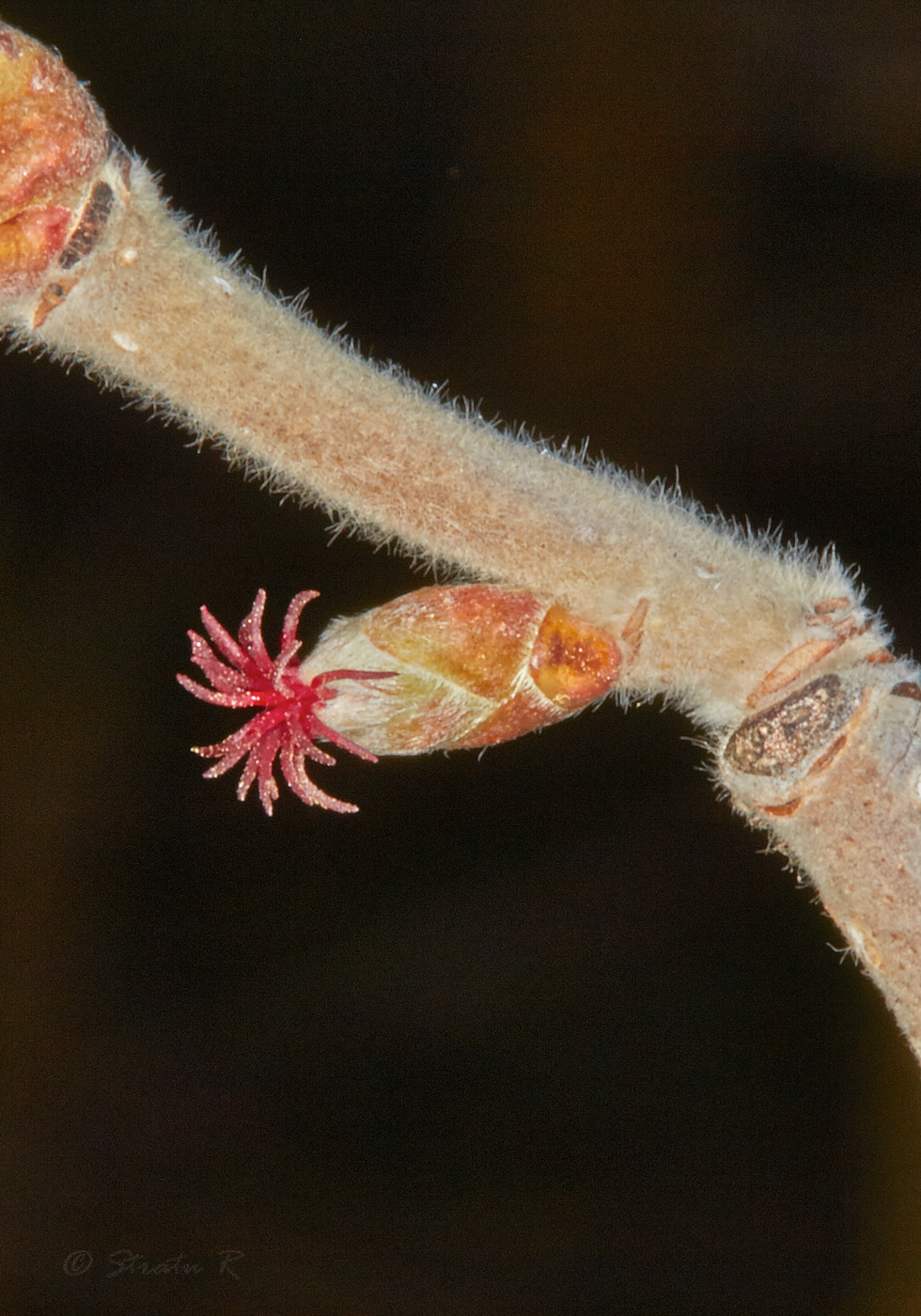 Image of Corylus avellana specimen.