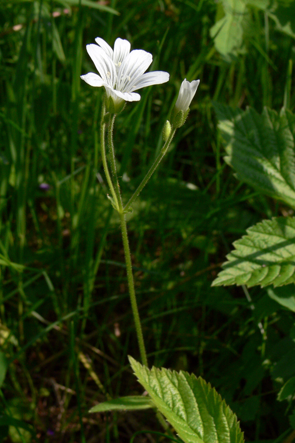 Image of Cerastium pauciflorum specimen.