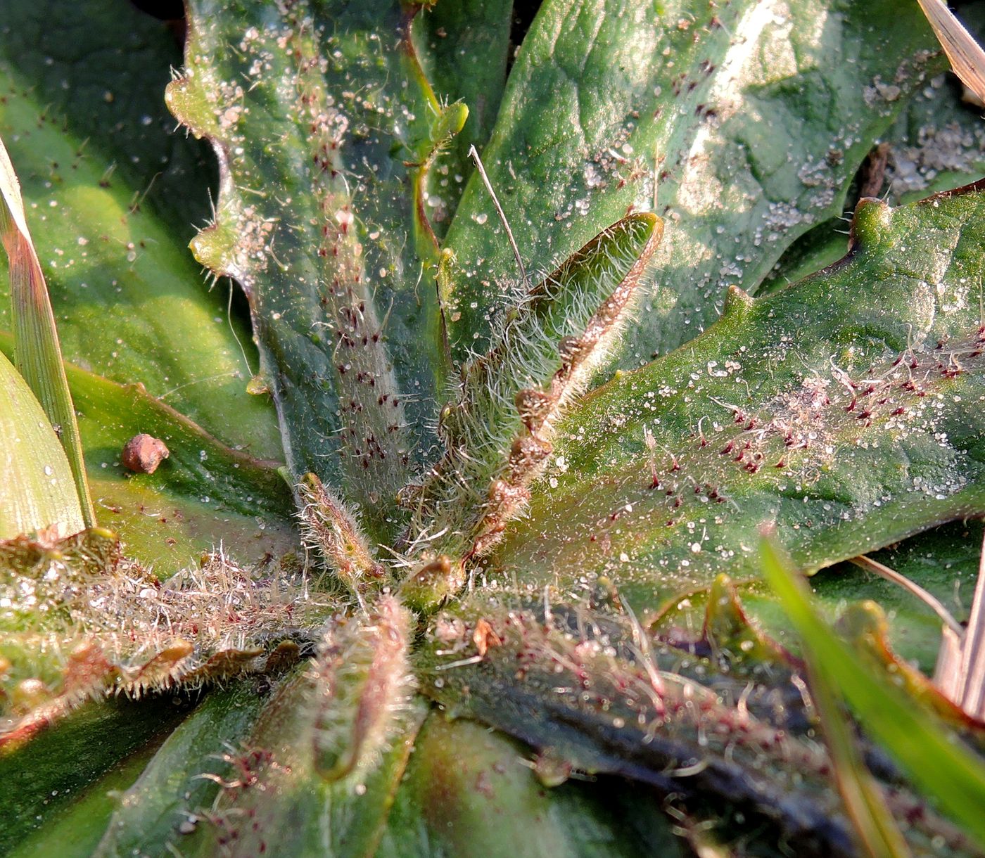 Image of Cichorium intybus specimen.