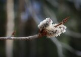 Populus tremula