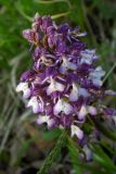 Orchis purpurea ssp. caucasica