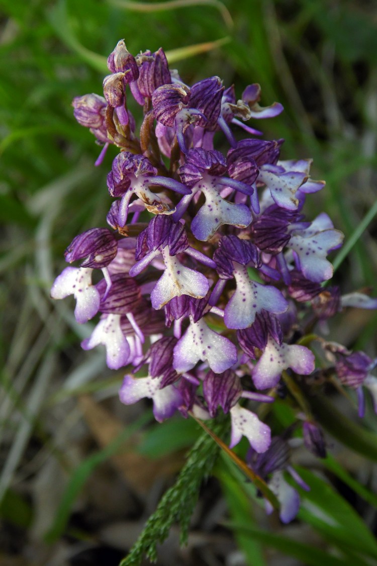 Image of Orchis purpurea ssp. caucasica specimen.