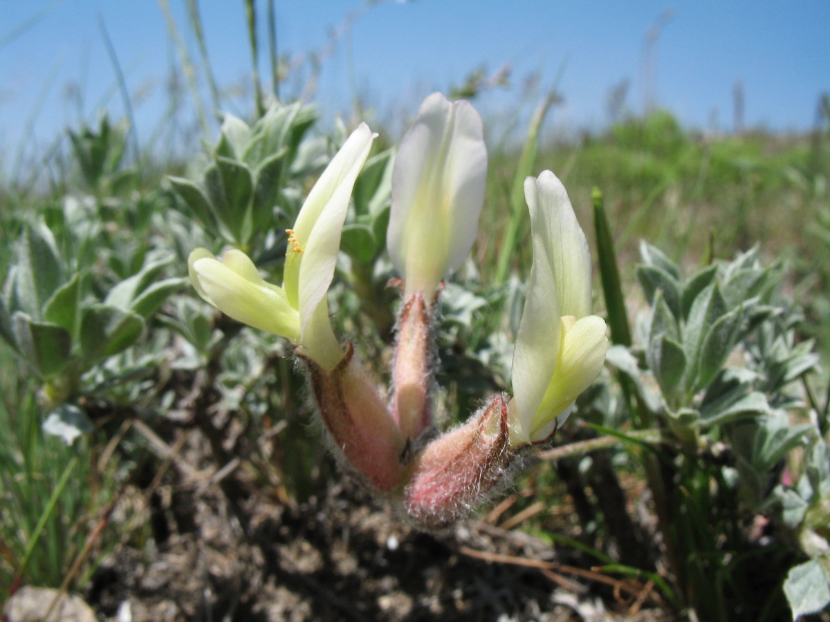 Изображение особи Astragalus cytisoides.