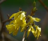 род Forsythia