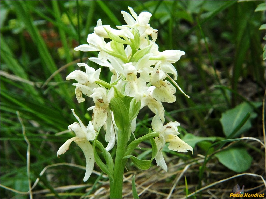 Image of Dactylorhiza sambucina specimen.