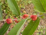 Salix gracilistyla