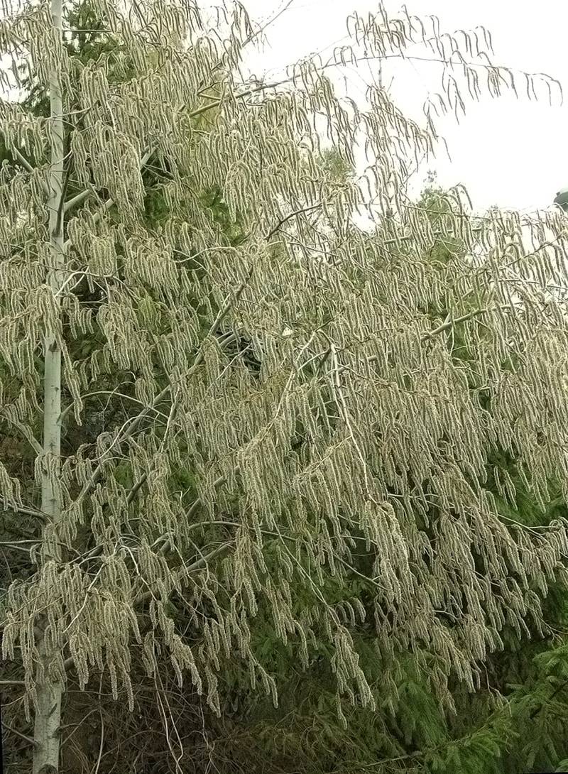 Image of Populus tremula specimen.