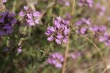 Thymus pallasianus