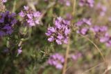 Thymus pallasianus. Соцветие. Ростовская обл., Цимлянский р-н, пос. Дубравный, сосняк на песке. 13.06.2016.