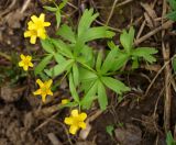 Ranunculus