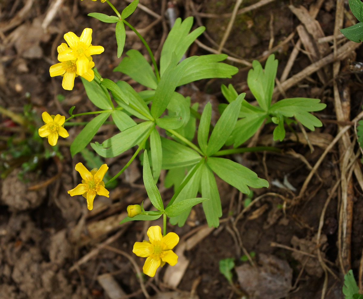 Image of genus Ranunculus specimen.