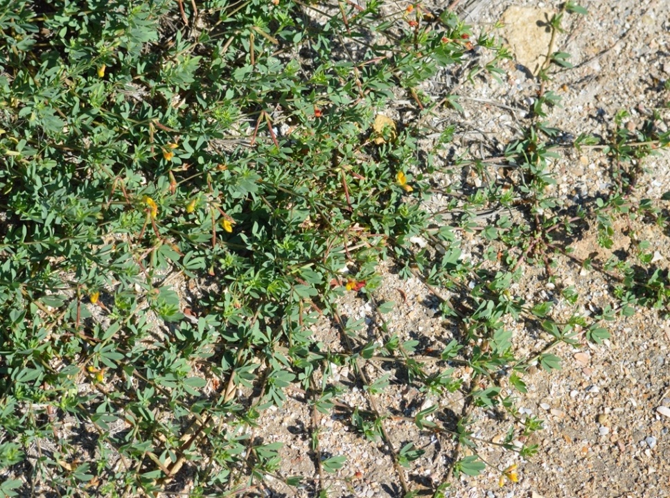 Image of Lotus frondosus specimen.