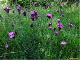 Dianthus carthusianorum