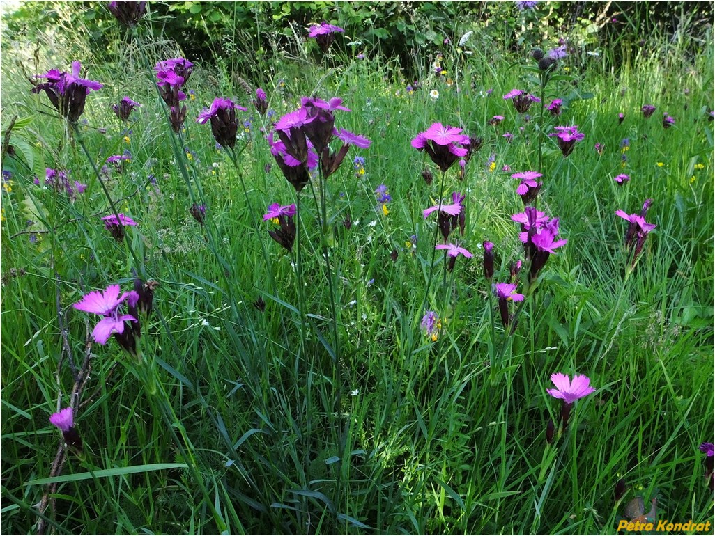 Изображение особи Dianthus carthusianorum.