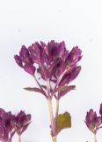 Origanum vulgare