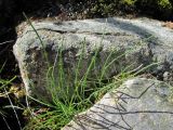 Equisetum variegatum