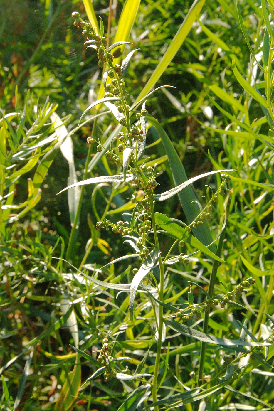 Изображение особи Artemisia dracunculus.