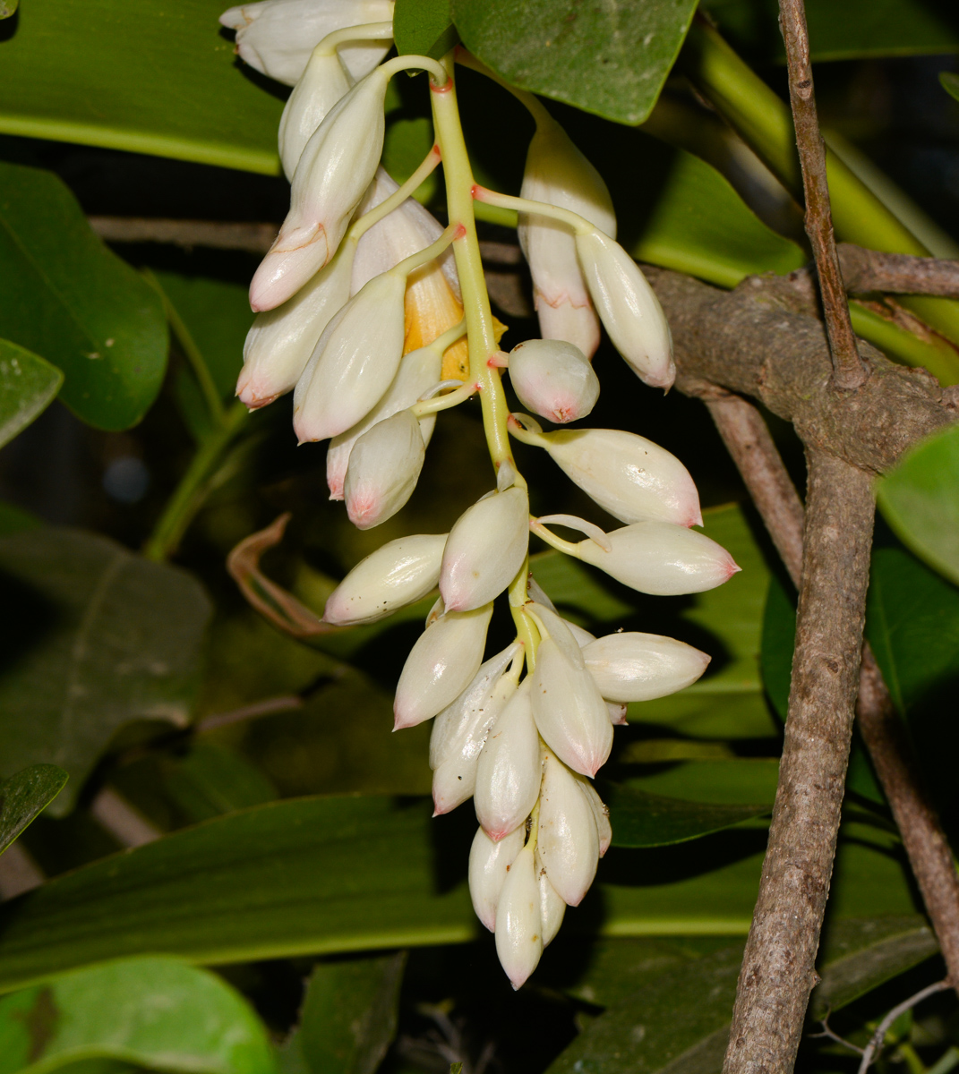 Изображение особи Alpinia zerumbet.